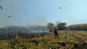 Si Jago Merah Hanguskan 7 Hektare Lahan Tebu di Gantiwarno Klaten