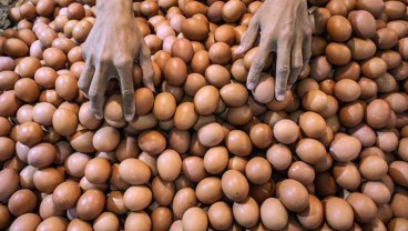 Ayam & Telur Surplus, Butuh Akselerasi Ekspor