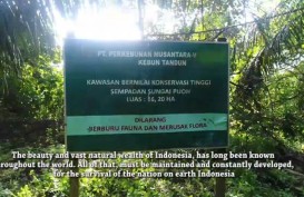 PTPN V Kembalihan 2.800 Ha Lahan ke Negara