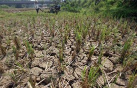 9.000 Hektare Sawah di Banten Kekeringan, Dinas Pertanian Lakukan Hal Ini