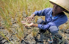 8.644 Hektare Lahan Pertanian di Jabar Dihajar Kekeringan