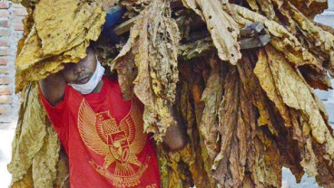 Pembatasan Impor Tembakau Dinilai Hanya Untungkan Sebagian Petani