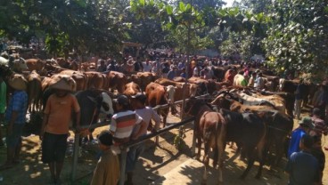 Iduladha: Harga Sapi di Pasar Hewan Bekonang Sukoharjo Naik Rp200.000 Per Hari