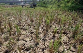 Kemarau, 500.000 Hektare Sawah di Jabar Masih Bisa Diairi