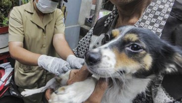 Kementan Beri Vaksin Rabies Gratis untuk 2.000 Hewan di Garut