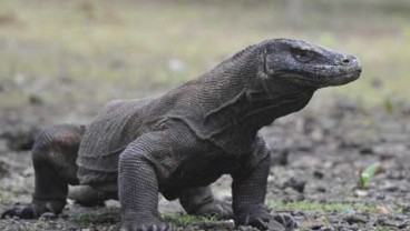 Sejak 2014, Wisatawan ke Taman Nasional Komodo di Labuan Bajo Naik Pesat