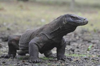 Sejak 2014, Wisatawan ke Taman Nasional Komodo di Labuan Bajo Naik Pesat