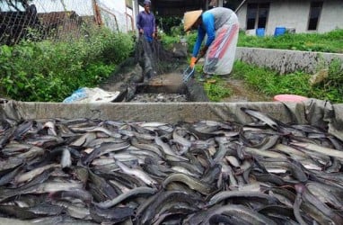 Lebak Genjot Budi Daya Ikan Air Tawar