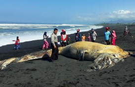 Ikan Paus 11 Meter Terdampar di Lumajang Dikubur