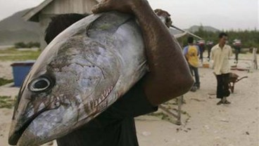 Produksi Perikanan di Bitung Belum Penuhi Kebutuhan Industri Pengolahan