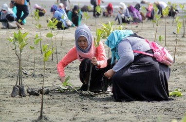 2.000 Bibit Mangrove Ditanam di Pesisir Pantai Cirebon