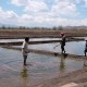 Perluasan Ladang Garam Terkendala Status Lahan