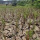 Dampak Kemarau, Empat Kabupaten di Jateng Kekurangan Air Bersih