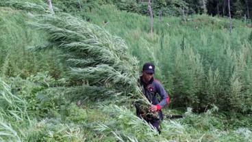 Puluhan Hektare Eks Ladang Ganja Akan Ditanami Jagung