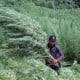 Puluhan Hektare Eks Ladang Ganja Akan Ditanami Jagung