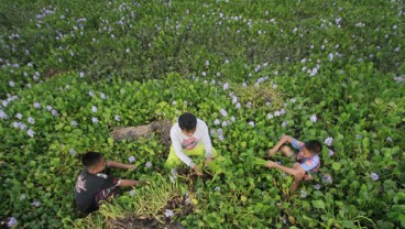 Eceng Gondok Danau Limboto Diolah Jadi Kerajinan Tangan