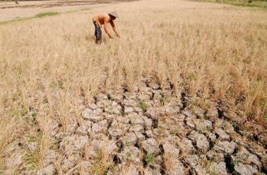 Kekeringan di Jatim Diklaim Tak Bahayakan Persediaan Padi