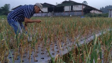 Swasembada Bawang Putih Perlu 60.000 Hektare