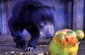 Warga Jambi Hampir Tewas Diterkam 4 Ekor Beruang Madu