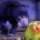Warga Jambi Hampir Tewas Diterkam 4 Ekor Beruang Madu