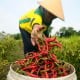 Kabupaten Batubara Didorong Jadi Pemasok Cabai, Tekan Inflasi Sumut