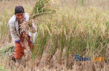 716 Ha Sawah di OKU Diserang Wereng, Terancam Gagal Panen