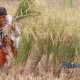 716 Ha Sawah di OKU Diserang Wereng, Terancam Gagal Panen