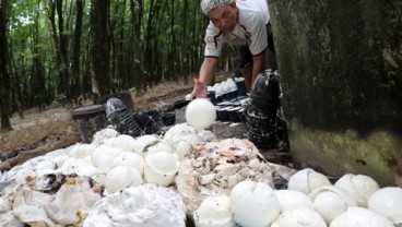 Petani Karet di Sumsel Beralih Tanam Pinang