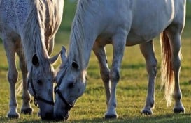 UNESCO Tetapkan Peternakan Kuda Ini Sebagai Warisan Dunia