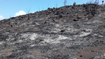 Gunung di Kawasan Wisata Raja Ampat Terbakar