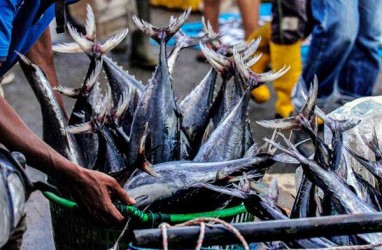 Pelelangan Ikan Online Pertama di Indonesia Diresmikan