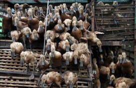Himpunan Peternak Minta Pemerintah Tak Buka Keran Impor Bebek dari Malaysia