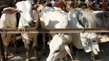 Stok Sapi untuk Kurban di Gunungkidul Mencukupi