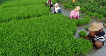 Petani menyiapkan bibit padi di persawahan/Antara-Saiful Bahri