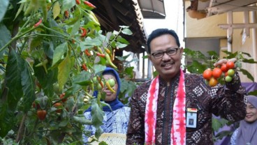 Yogyakarta Kembangkan Kampung Sayur, Bantu Tekan Inflasi