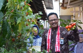 Yogyakarta Kembangkan Kampung Sayur, Bantu Tekan Inflasi