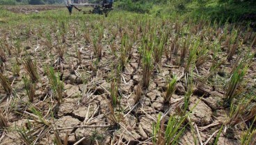 700 Hektare Sawah di Cirebon Dipastikan Puso