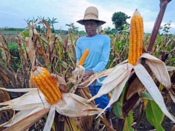 Pemprov Gorontalo Kejar Target LTT Padi, Jagung, dan Kedelai