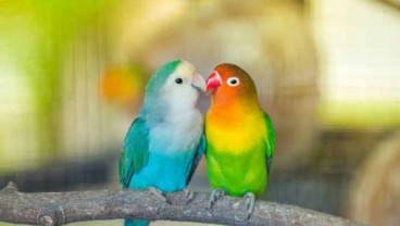 Kementan Gagalkan Penyelundupan Ratusan Burung Lovebird dari Filipina