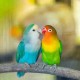 Kementan Gagalkan Penyelundupan Ratusan Burung Lovebird dari Filipina