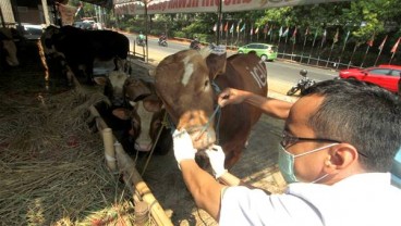 Dislutkanak Cianjur Bentuk Posko Pelayanan Kesehatan Hewan Kurban