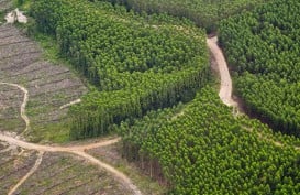 APHI Dukung Rencana Pemerintah Ubah Skema Bisnis Hutan Tanaman Rakyat