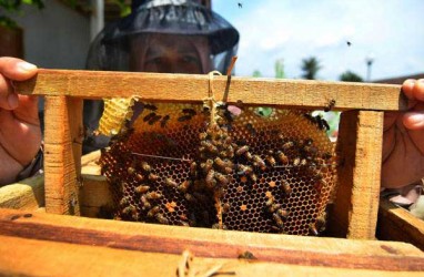 Pengembangan Hasil Hutan Bukan Kayu Berpotensi Pacu Ekonomi Daerah