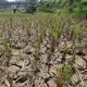 Indonesia Bagian Selatan Masuki Hari Tanpa Hujan Ekstrem, Mencapai 126 Hari