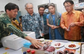 Perikanan Nusantara Ekspor 250 Ton Gurita ke Jepang hingga Juli 2019