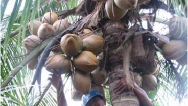 Potensi Nilai Produksi Kelapa Indonesia di Atas Rp50 Triliun