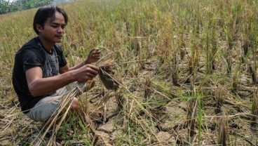 Sawah di Lebak Mulai Dilanda Kekeringan