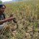 Sawah di Lebak Mulai Dilanda Kekeringan