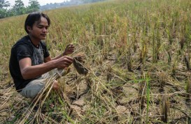 Sawah di Lebak Mulai Dilanda Kekeringan