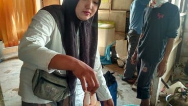 Produksi Rajungan di Lampung Timur Merosot